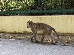Macaca fascicularis