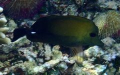 Zebrasoma scopas