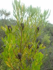Leucadendron platyspermum