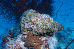 Lobophyllia