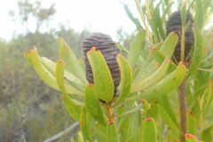 Leucadendron platyspermum