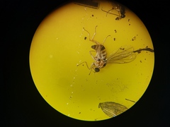 Elaphropeza ephippiata