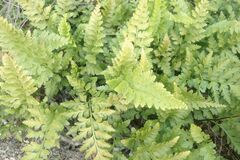 Asplenium aethiopicum