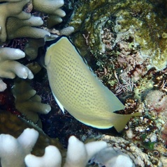 Chaetodon citrinellus