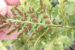 Asplenium aethiopicum