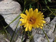 Berkheya barbata
