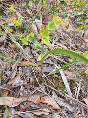 Thelymitra arenaria