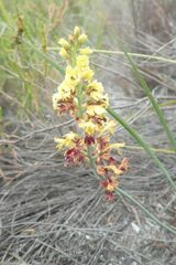 Tritoniopsis parviflora