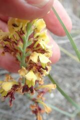 Tritoniopsis parviflora