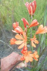 Pillansia templemannii