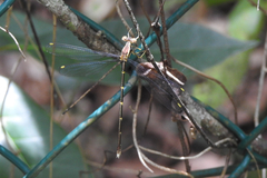 Episynlestes albicaudus