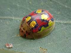 Paropsisterna gloriosa