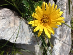 Berkheya barbata