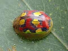 Paropsisterna gloriosa