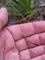 Ocirrhoe unimaculata