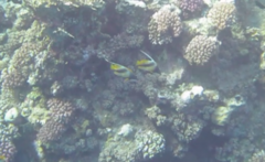 Heniochus intermedius