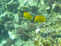 Chaetodon semilarvatus