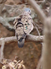 Turtur chalcospilos