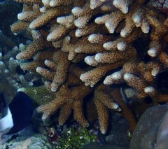 Porites nigrescens