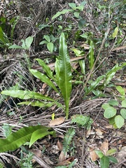 Microsorum punctatum