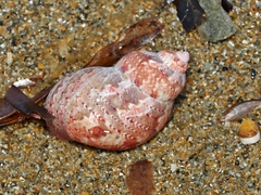 Phasianella ventricosa