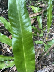 Microsorum punctatum