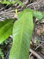 Microsorum punctatum