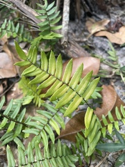 Pellaea falcata