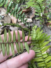 Pellaea falcata