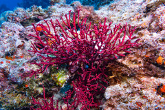 Chironephthya