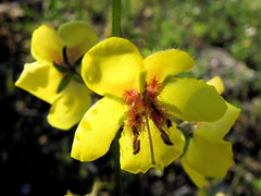 Verbascum blattaria