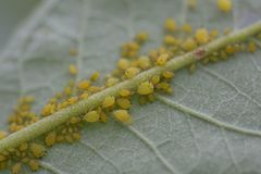 Aphis verbasci