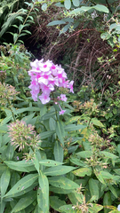Phlox paniculata