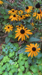 Rudbeckia