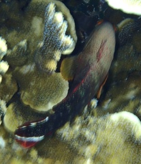 Cephalopholis urodeta