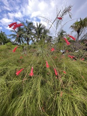 Russelia equisetiformis