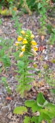Bellardia trixago