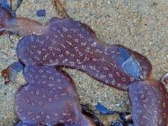 Botrylloides perspicuus