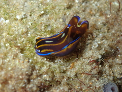 Philinopsis speciosa