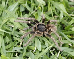 Harpactirinae