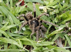 Harpactirinae