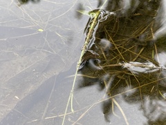 Limnogonus