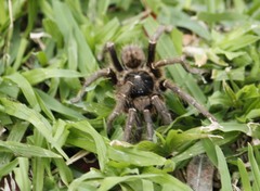 Harpactirinae