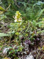 Euphrasia transmorrisonensis
