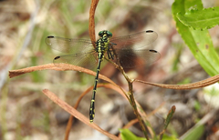 Austrogomphus ochraceus