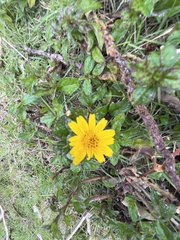 Sphagneticola calendulacea