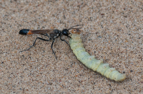 Red-belted Sand Wasp