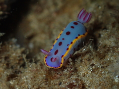 Hypselodoris bennetti
