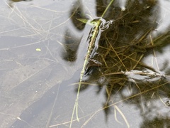 Limnogonus