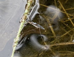 Limnogonus